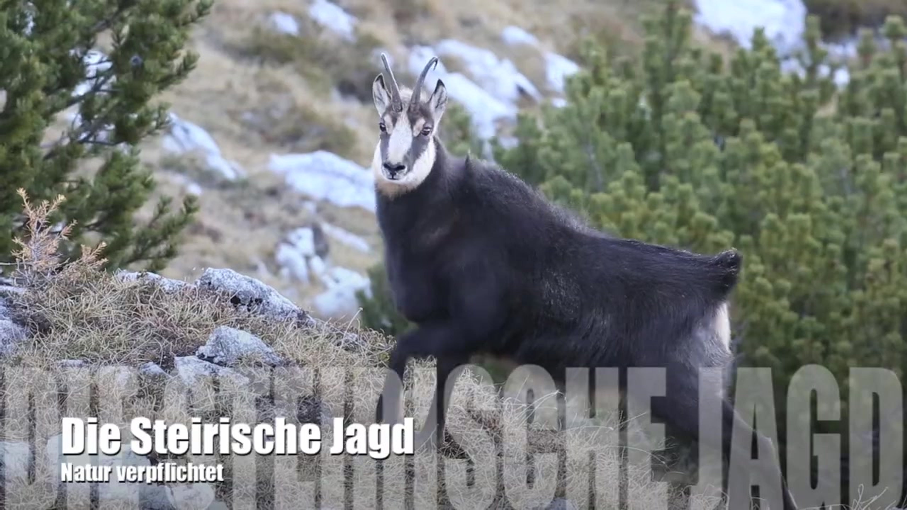 Wir sind die Steirische Jagd